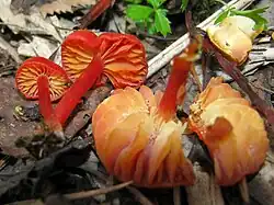 Wilgotnica torfowiskowa