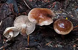 Włośnianka brunatna