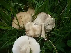 Ciemnobiałka subalpejska