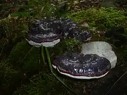 Lakownica brązowoczarna