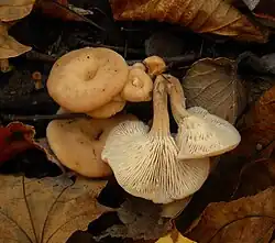 Twardówka lejkowata