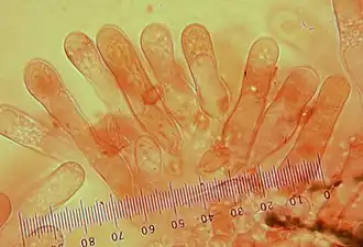 Cheilocystydy u kruchaweczki zaroślowej