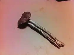 Helvella phlebophora