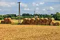 Snopy siana na polu