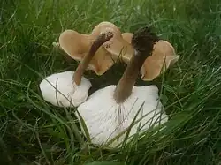 Ciemnobiałka bulwiastotrzonowa