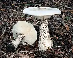 Ciemnobiałka brodawkowanotrzonowa