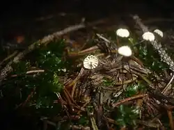 Twardzioszek igłowy