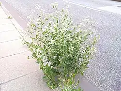 pieprzyca szerokolistna Lepidium latifolium