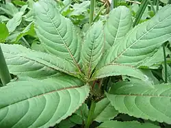 Ostro piłkowane liście