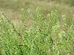 pieprzyca wirgińska Lepidium virginicum
