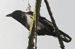 Hybryda z ciemnym brzuchem i ciemnoszarym karkiem