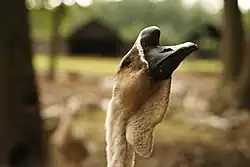 Samiec gęsi łabędzionosej