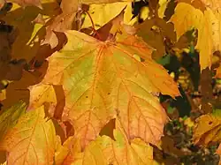 Liście w jesiennych barwach (październik)