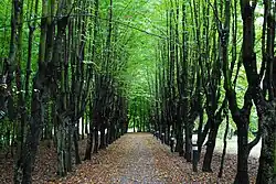 Aleja w parku zamkowym