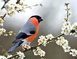 Pyrrhula pyrrhula samica 2.jpg