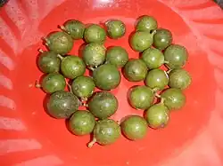 Owoce wachlarzowca wzniesionego