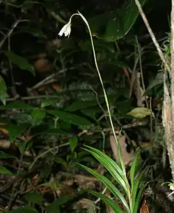 Gatunek autotroficzny Burmannia longifolia