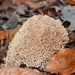 Ramaria fagetorum