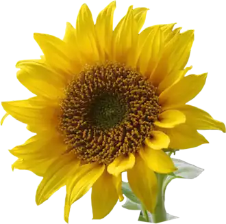 Zewnętrzne nibypłatki słonecznika to w istocie pojedyncze kwiaty języczkowe