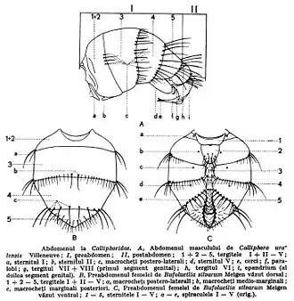 Odwłoki plujkowatych. A – samiec Calliphora uralensis (widok boczny) : I: przedodwłok (praeabdomen), II zaodwłok (postabdomen), od 1+2 do 5: kolejne tergity, a pierwsze sternum, b: drugie sternum, c: szczecinki tylno-boczne, d: piąte sternum, e: przysadki odwłokowe, f: surstyli, g zlane tergity siódmy i ósmy, h: tergit szósty, i: epandrium. B – przedodwłok samicy Bufolucilia silvarum (widok grzbietowy): od 1+2 do 5: kolejne tergity, a: szczecinki tylno-boczne, b: szczecinki środkowo-brzegowe, c: szczecinki tylno-brzegowe. C: przedodwłok samicy Bufolucilia silvarum (widok brzuszny): od 1 do 5: kolejne sternity, od a do e: kolejne przetchlinki