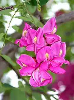 Zwisający kwiatostan z kwiatami barwy różowej