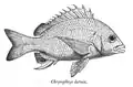 Acanthopagrus latus