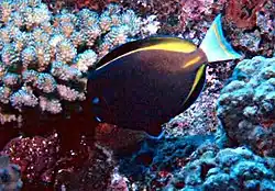 Acanthurus nigricans