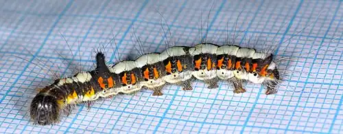 Dorosła larwa w sierpniu