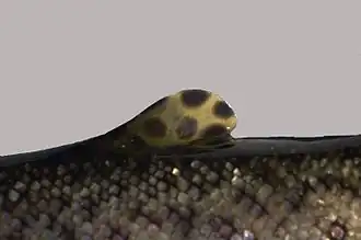 Płetwa tłuszczowa pstrąga tęczowego