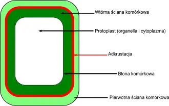 Poglądowy rysunek procesu adkrustacji