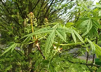 Odmiana palczasta 'Digitata'