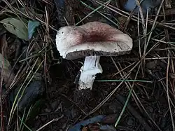 Agaricus porphyrizon