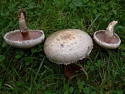 Agaricus semotus