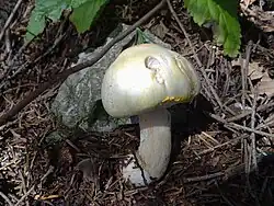 Agaricus arvensis