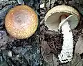 Agaricus augustus