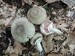 Agaricus bohusii