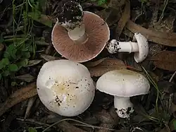 Agaricus bresadolanus