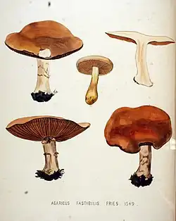 Włośnianka odrażająca