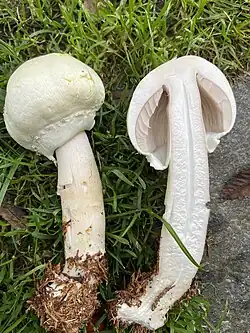 Agaricus macrocarpus