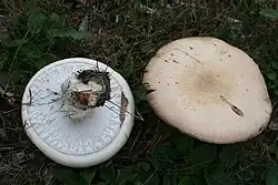 Agaricus urinascens
