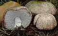 Agaricus subrufescens