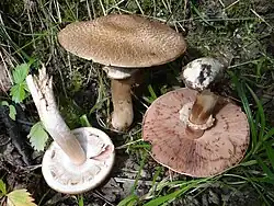 Agaricus silvaticus