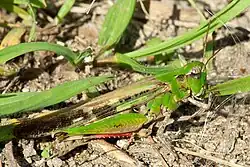 Sinica jedząca trawę.Truskaw, Puszcza Kampinoska.