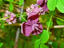 Akebia pięciolistkowa. Kwiaty
