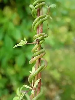 Akebia pięciolistkowa