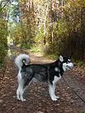 Alaskan malamute(Alaska, Stany Zjednoczone)