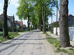 Aleja lipowa znajdująca się przy ul. Krzesiny