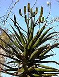 Aloe rupestris
