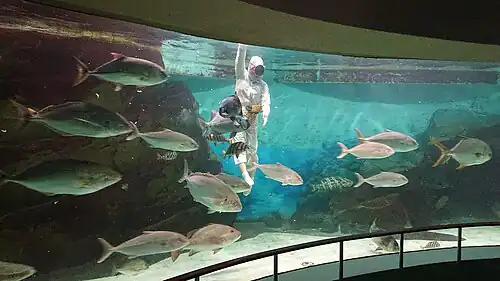 Pokaz dla turystów, Shima Marineland