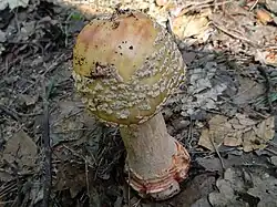 Muchomor czerwieniejący